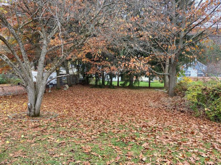 Người mắt tinh như đại bàng mới thấy con vật ẩn giấu trong hình - Ảnh 1.