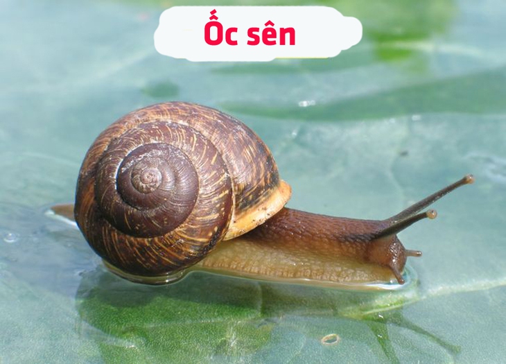 Chim, sóc và khỉ cùng thi đua hái chuối, con nào thắng? - Ảnh 6.