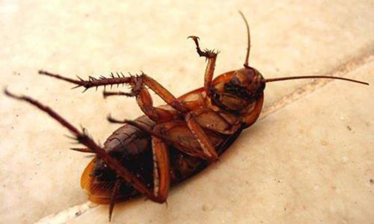 Tại sao mèo vồ được chuột trong bóng tối? - Ảnh 3.