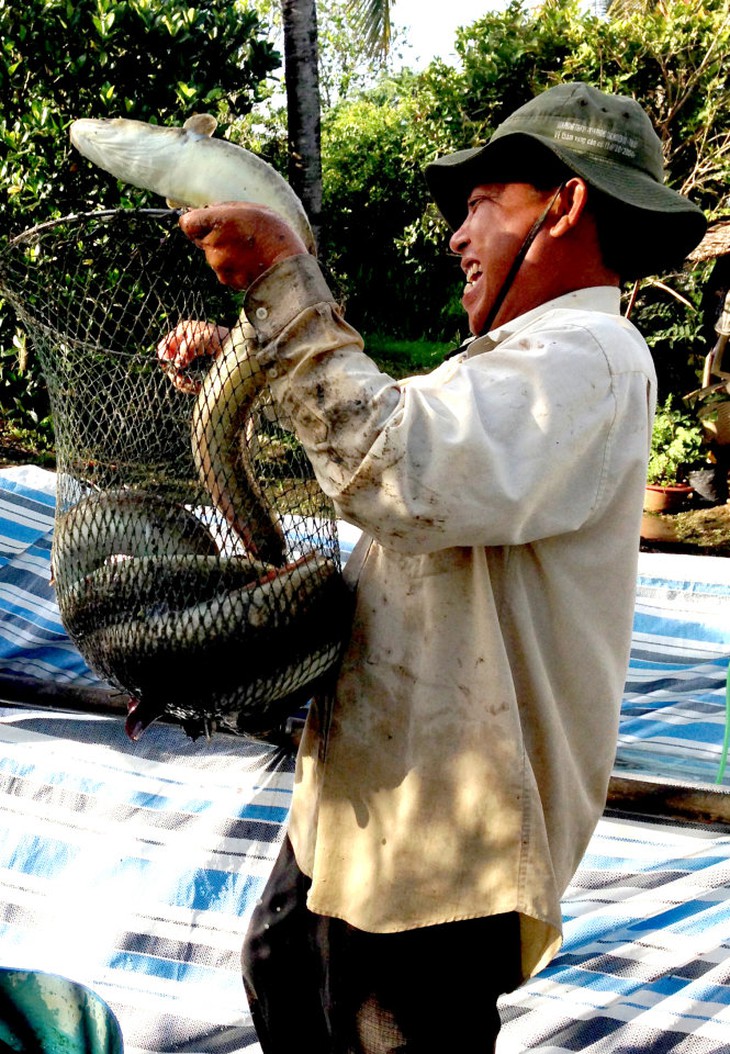 Thu hoạch cá chình ở cơ sở của ông Nguyễn Hoàng Vũ, xã Vĩnh Lộc - Ảnh: Tấn Đức