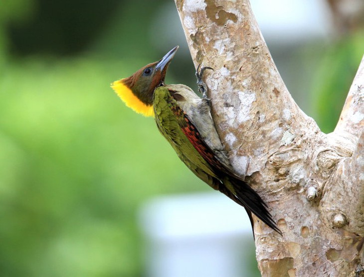 Gõ kiến xanh gáy vàng -(Khu bảo tồn thiên nhiên văn hóa Đồng Nai)