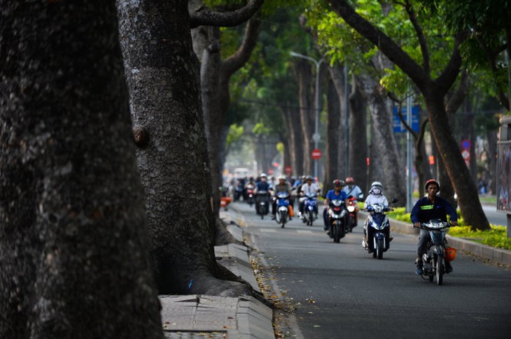 Hàng cây xà cừ cổ thụ trên đường Tôn Đức Thắng có tuổi đời trên 130 năm tuổi - Ảnh: Thuận Thắng