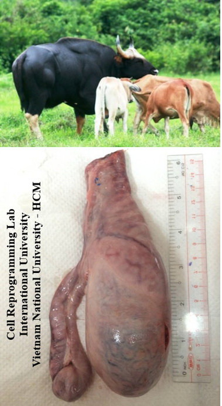 Tinh hoàn bò tót F0 được nhóm nghiên cứu của ông Thuận đem về năm 2014. Ảnh: Khoa công nghệ sinh học Trường ĐH Quốc tế (ĐH Quốc gia TP.HCM)