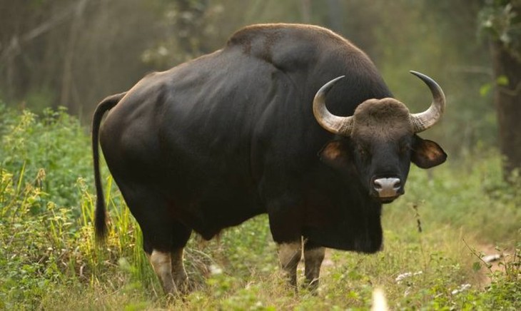 Bò tót (Bos Gaurus). Nguồn: Trinetra Photography