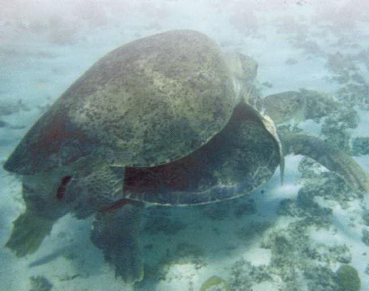 Vích đang kết bạn, giao phối ở biển Côn Đảo. Ảnh Vườn Quốc gia Côn Đảo cung cấp