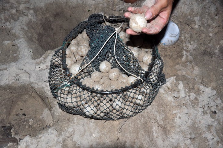 Kiểm lâm Vườn Quốc gia Côn Đả đi thu gom trứng vích ở hòn Bảy Cạnh. Ảnh: ĐÔNG HÀ