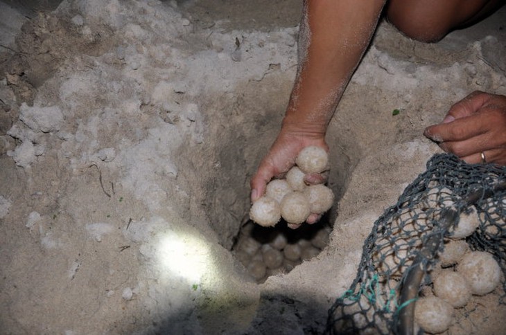 Kiểm lâm thu gom trứng vích. Ảnh: ĐÔNG HÀ