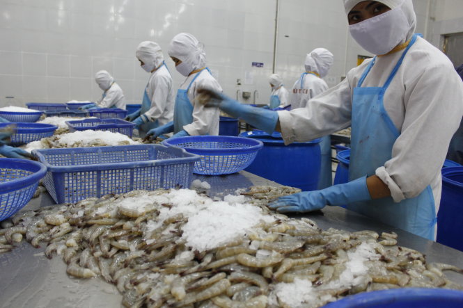 Anh là thị trường xuất khẩu tôm lớn của Việt Nam -Chí Quốc