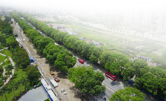 Hàng cây xà cừ cổ thụ trên đường Phạm Văn Đồng (Hà Nội) -Nam Trần