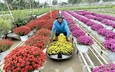 Người trồng hoa Tết ở miền Tây lạc quan