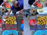 Chú chó xách giỏ đi chợ còn biết trả giá khi mua đồ (P2)