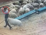 Người đàn ông bị dê húc ngã dập mông khi quét dọn chuồng