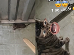 Chú mèo đứng nhìn cô chủ la hét khi bị chuột tấn công