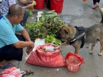 Chú chó xách giỏ đi chợ còn biết trả giá khi mua đồ