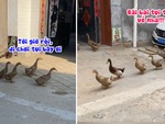 Đàn vịt chạy qua nhà hàng xóm rủ nhau đi chơi