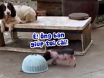 Chú chó hiểu chuyện mở lồng bàn giúp heo có đồ ăn