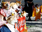 Người Nhật mang thú cưng mặc kimono lên đền nhận phước lành