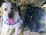 Chú chó được thưởng 'vòng hoa chân gà' nhờ phá án ma túy