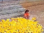 Bé gái bất lực dọn đống ngô khi chạy trời mưa