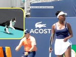 ‘Khách không mời’ phá bĩnh Giải quần vợt Miami Open