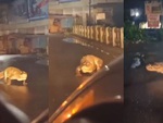 Cá sấu lên bờ 'tản bộ' gây náo loạn đường phố Ấn Độ
