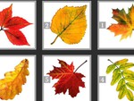Quiz: Chiếc lá mùa thu tiết lộ rất nhiều điều về phẩm chất của bạn