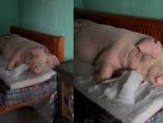 Chú lợn được gia chủ cho nằm trên giường tránh lũ kiểu 'vua chúa'