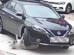 Chú chó vẫn vô sự dù bị xe cán, biết được lý do ai cũng 'cười òa'