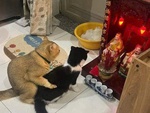 Ảnh vui 12-11: Hai chú mèo dắt nhau 'ra mắt' Thổ Địa