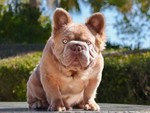 Chú Bulldog 3 tỉ đồng, tiền ăn mỗi tháng hơn 9 triệu