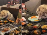 Nhà hàng cho chó ngồi ăn chung bàn với người gây tranh cãi