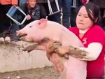 Cô gái 'mát tay' bắt heo: Thi đâu thắng đó, nhà chật kín chiến lợi phẩm
