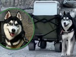 Chú chó Husky giúp chủ kiếm 700 triệu đồng trong 3 ngày