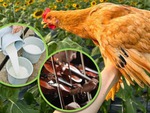 Con gà lớn lên từ 'nhạc và sữa' được bán với giá trên thiên đình