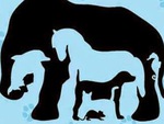 Thử tài tinh mắt: Có bao nhiêu con vật trong hình?
