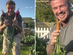 Khoe vườn rau tự trồng, Beckham được fan gọi 'nông dân hot nhất nước Anh'