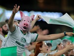Câu chuyện fan Palmeiras tự hào gọi nhau là… ‘lũ heo’