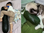 Có một trend lạ lắm: Ôm bí đao... đi ngủ!!!