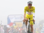 Tour de France rút ngắn chặng 19 vì... dịch bệnh trên bò