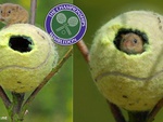 Bóng Wimbledon được tái chế làm ‘nhà’ cho chuột