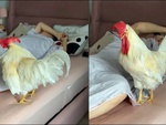 Gà trống nhảy lên giường gáy khi cậu chủ ngủ nướng