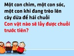 Chim, sóc và khỉ cùng thi đua hái chuối, con nào thắng?