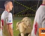 Sư tử dọa cầu thủ hoảng hồn