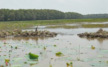 Chỉ còn 11 con sếu đầu đỏ về Tràm Chim, ít hơn trước... 100 lần