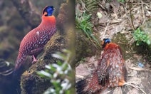 Từ một vụ mưu sát con gà lôi tía