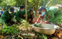 Kon Tum giữ nguồn gene thuần chủng cho Sâm Ngọc Linh