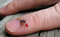 Loại thuốc trị bệnh biến máu người thành thuốc diệt muỗi