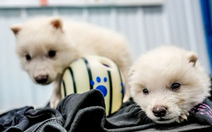 Tranh cãi về 'hồi sinh' động vật tuyệt chủng