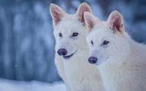 Mỹ hồi sinh thành công loài sói đã tuyệt chủng cách đây 12.500 năm