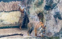 2 hổ con Bình và Dương ở Thảo cầm viên tròn 2 tuổi: Vẫn ôm nhau ngủ, mê tắm mưa